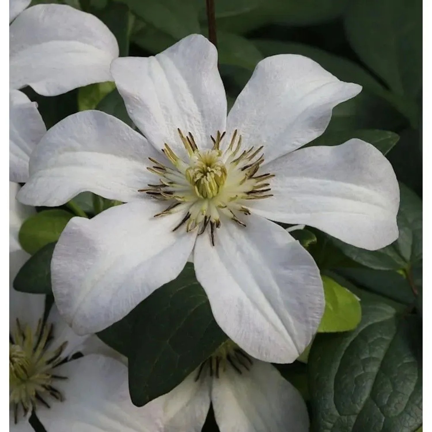 Robuste Waldrebe Huldine 125-150cm - Clematis viticella