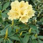 Gelber Rhododendron Hybr. Stadt Westerstede mit grünen Blättern.