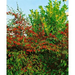 Immergrüner Cotoneaster Salicifolius Floccosus mit roten Beeren, ideal als Bodendecker.