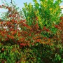 Immergrüner Cotoneaster Salicifolius Floccosus mit roten Beeren, ideal als Bodendecker.