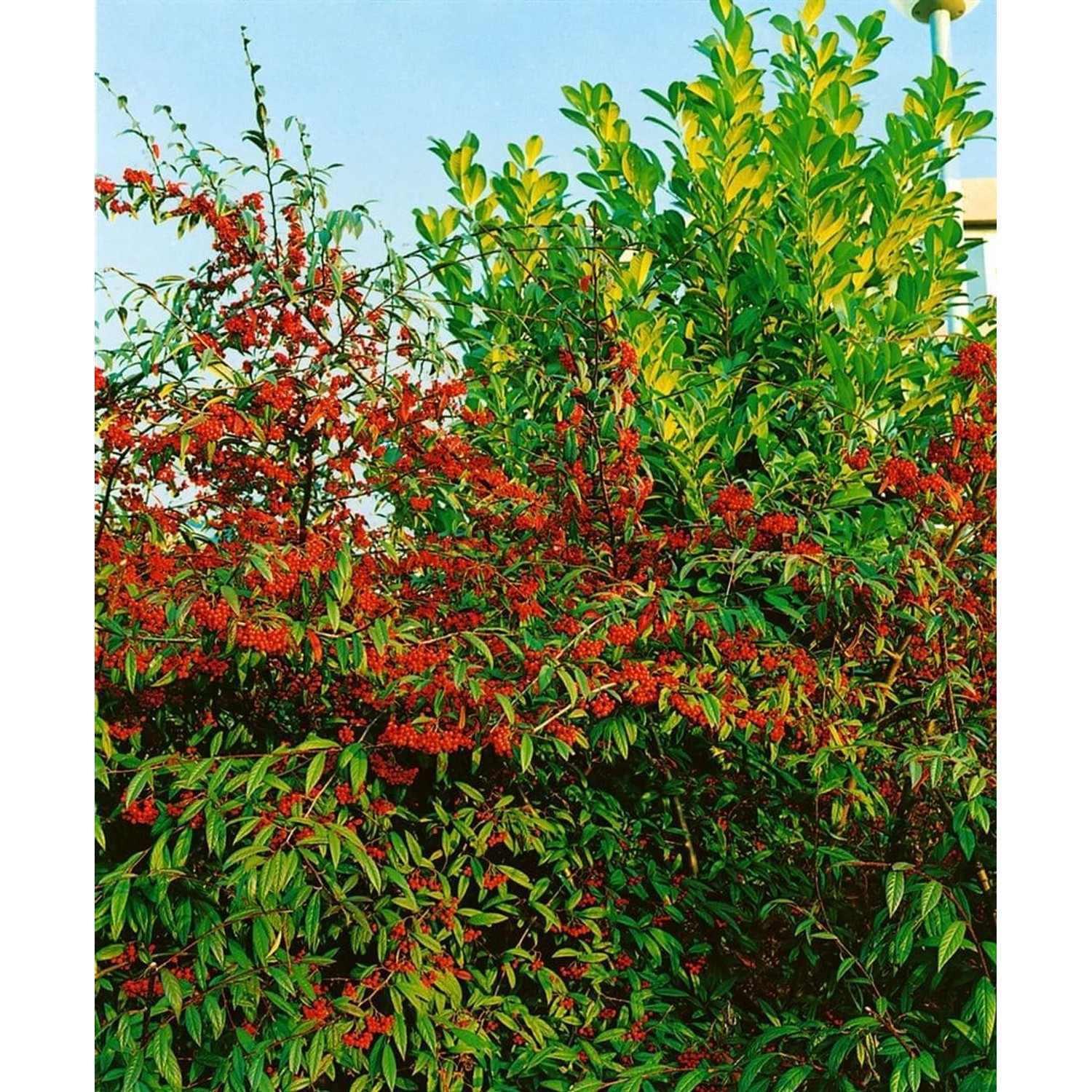 Cotoneaster Salicifolius Floccosus Immergrün 80–100 cm günstig online kaufen
