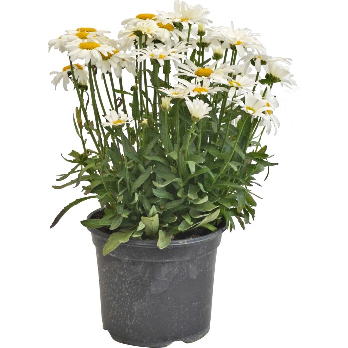 Margeriten kaufen bei OBI