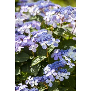 Nahaufnahme der blau blühenden Bauernhortensie 'Bodensee', eine blühende Zimmerpflanze.