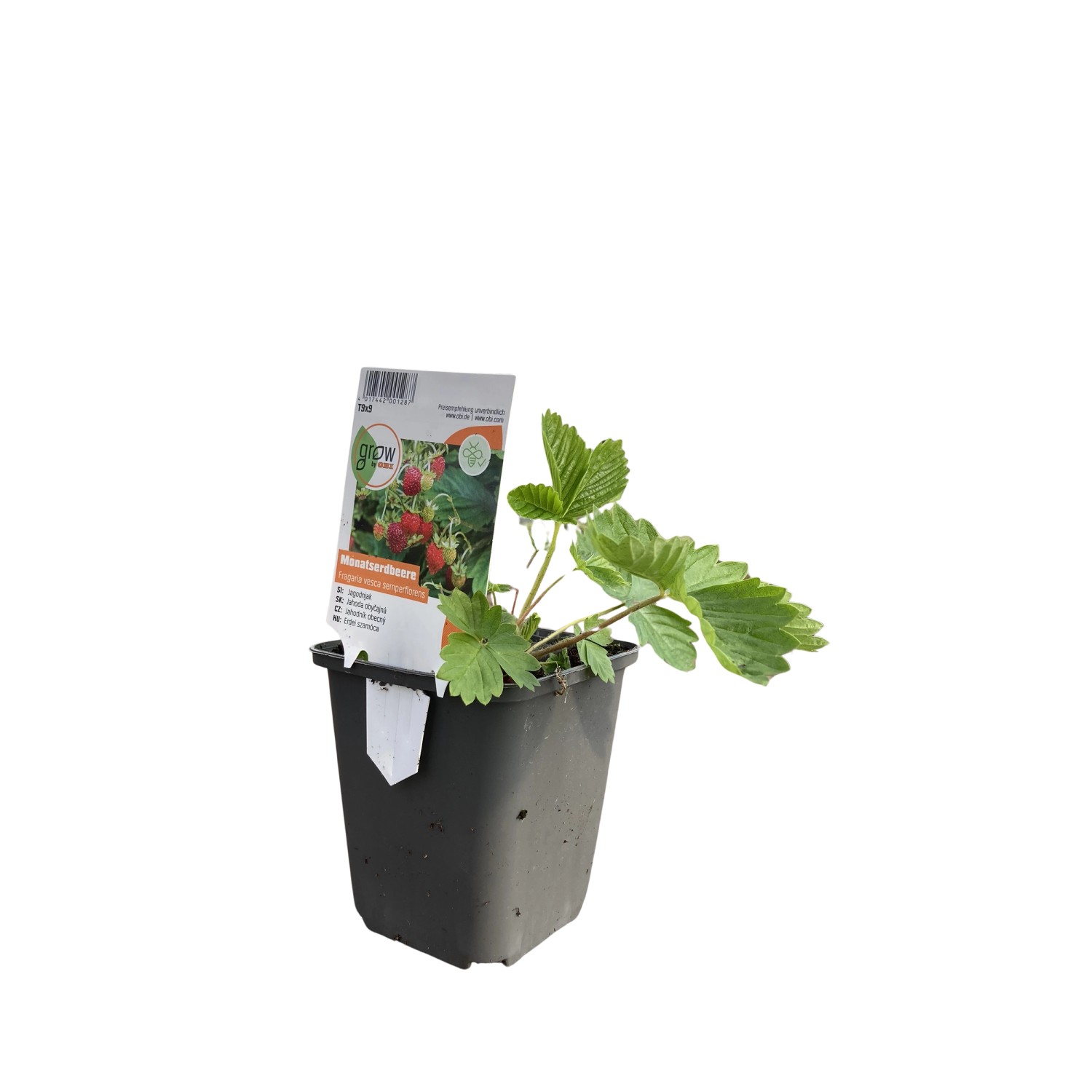GROW by OBI Monatserdbeere Topf-Ø ca. 9 cm x 9 cm Fragaria günstig online kaufen