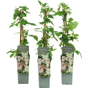 Berg-Waldrebe 'Marjorie Pink' im Topf, ca. 40-60cm hoch. Clematis montana mit grünen Blättern.