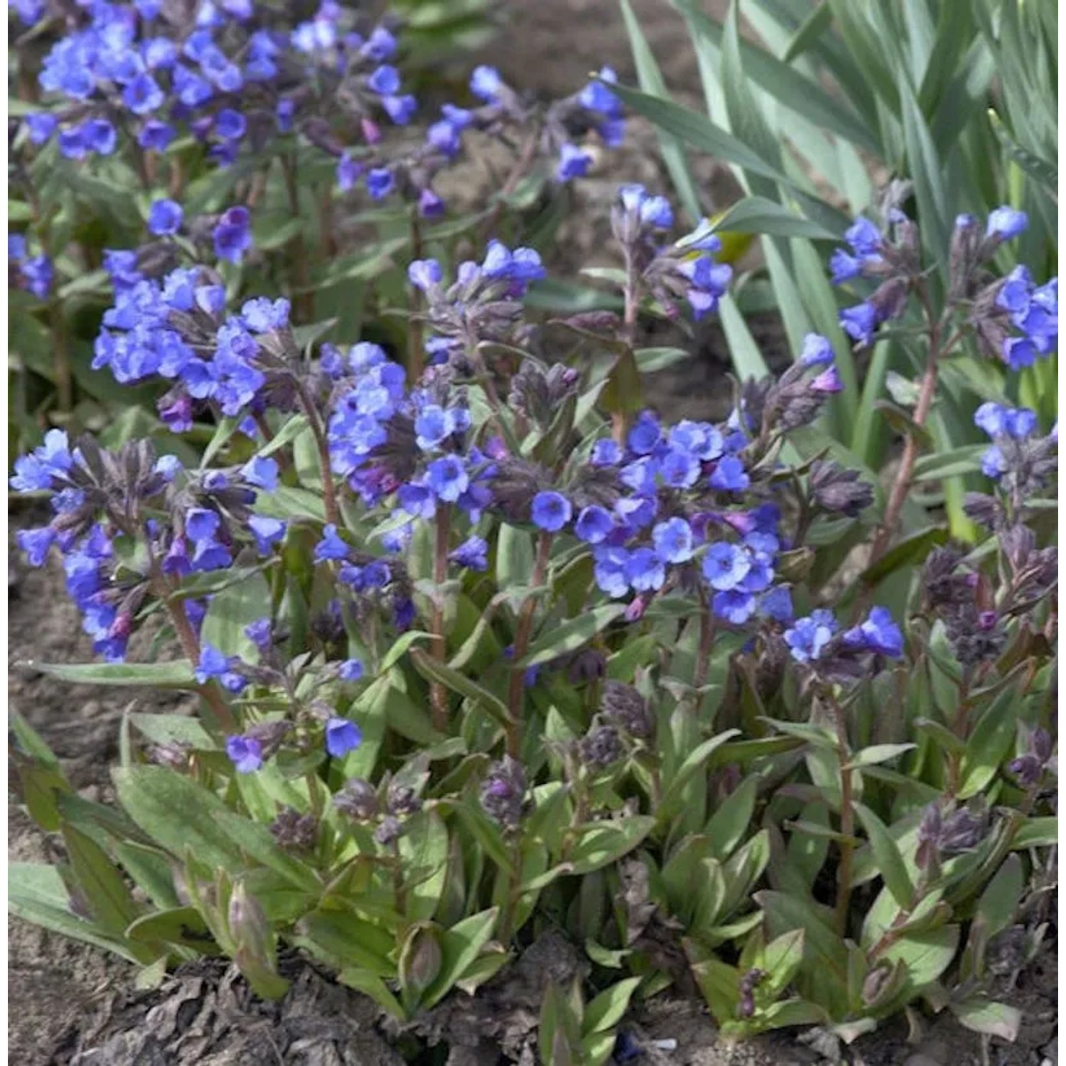 Schmalblättriges Lungenkraut Blaues Meer - Pulmonaria angustifolia