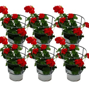 Set aus 6 dunkelroten, hängenden Exotenherz Geranien im 12cm Topf.