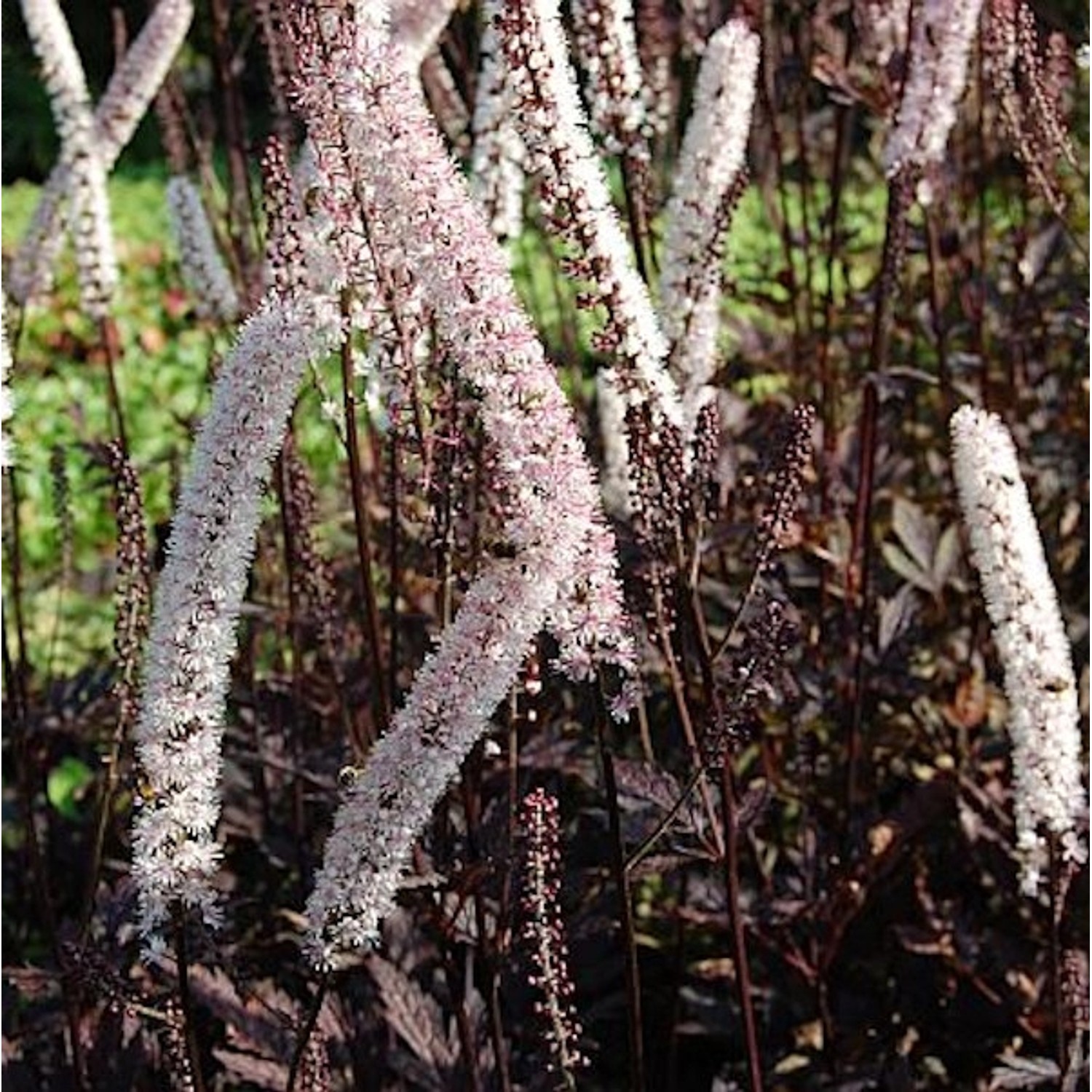 Traubensilberkerze Pink Spike - Actaea simplex günstig online kaufen