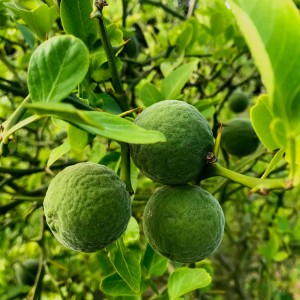 Blu Bio-Bitterorange (Poncirus trifoliata) mit grünen, unreifen Früchten und Blättern im Topf.