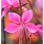 Nahaufnahme einer pinkfarbenen Prachtkerze (Gaura lindheimeri) im Garten.
