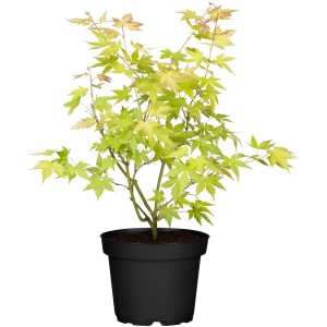 Fächerahorn 'Orange Dream' im Topf, ca. 40-60 cm hoch, mit gelb-grünen Blättern.