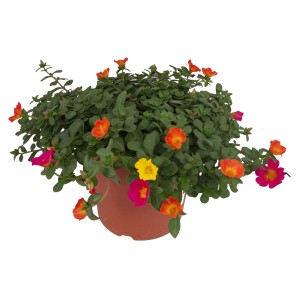 Portulakröschen im Topf, Hängepflanze mit bunten Blüten (gelb, orange, pink).