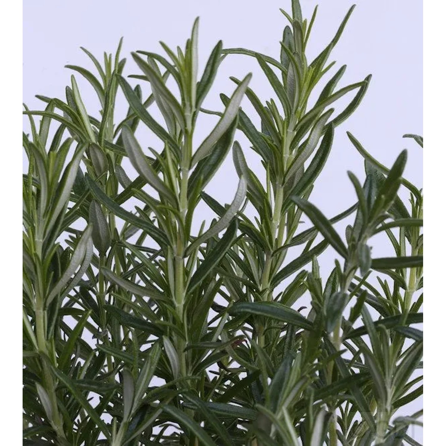 Rosmarin Barbecue - Rosmarinus officinalis