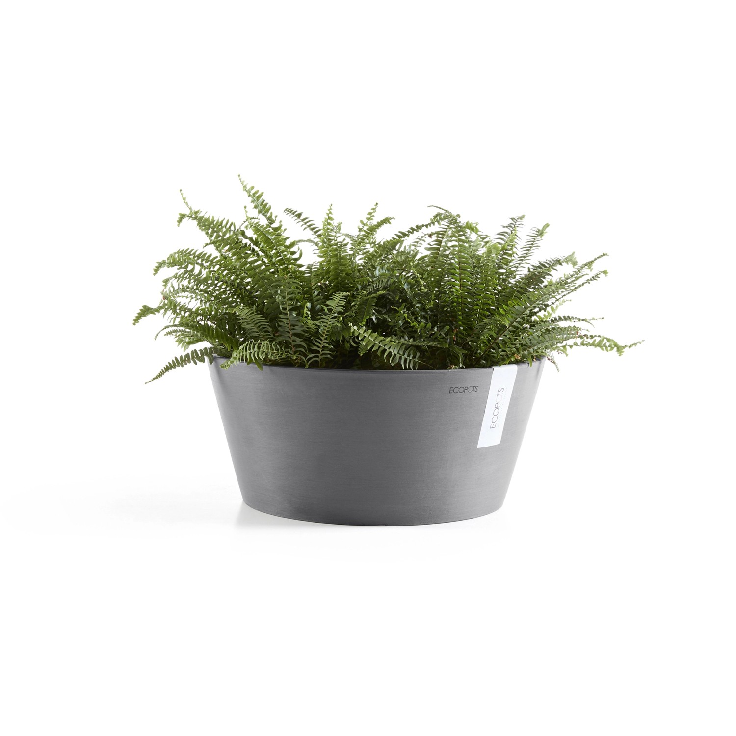 Runde, graue Ecopots Pflanzschale Frankfurt (Ø 31 cm) mit Farn bepflanzt.