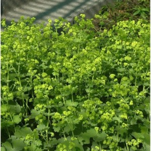Blühender Frauenmantel 'Thriller' (Alchemilla mollis) mit grünen Blättern im Garten.
