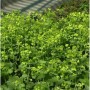 Blühender Frauenmantel 'Thriller' (Alchemilla mollis) mit grünen Blättern im Garten.