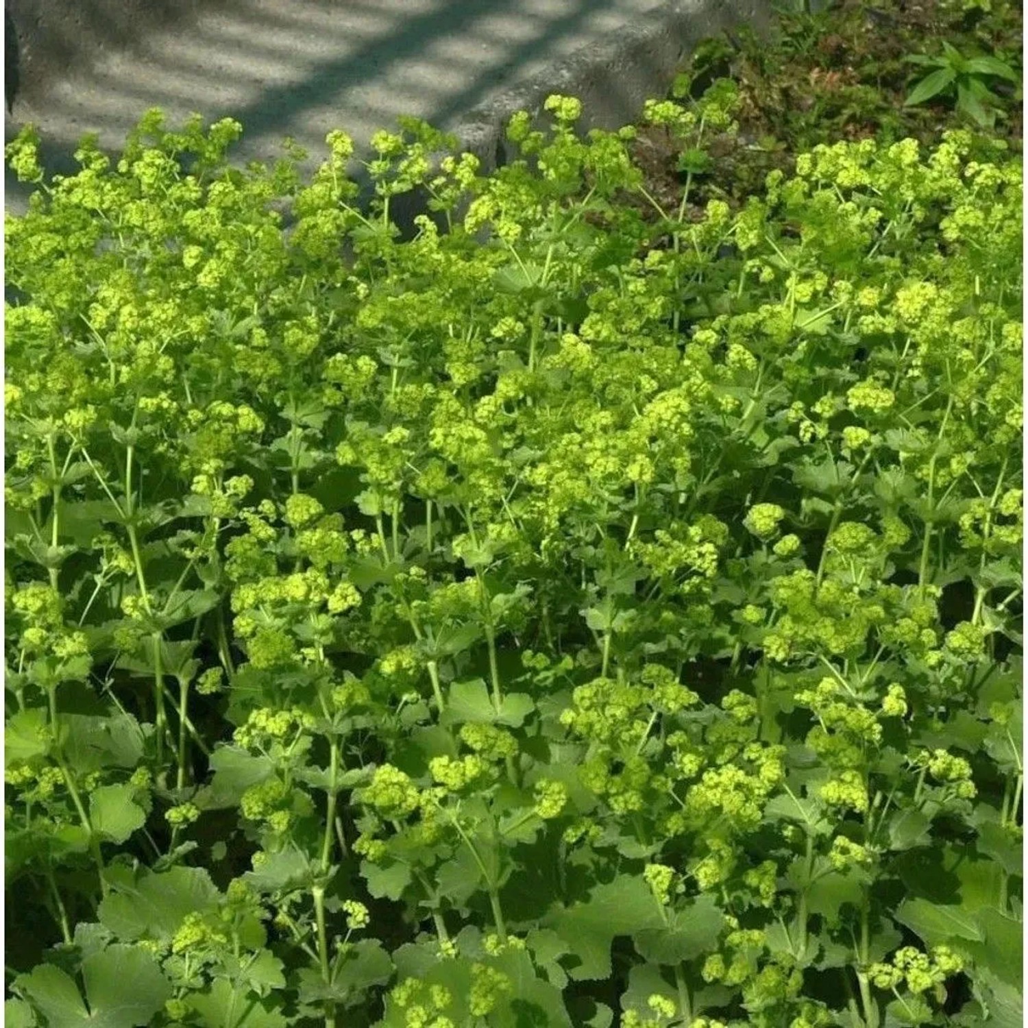 Frauenmantel Thriller - Alchemilla mollis