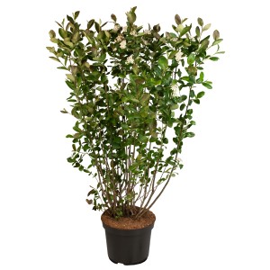 Zwerg-Aronia Little Helpers im Topf, ca. 30-40 cm hoch, mit grünen Blättern und weißen Blüten.