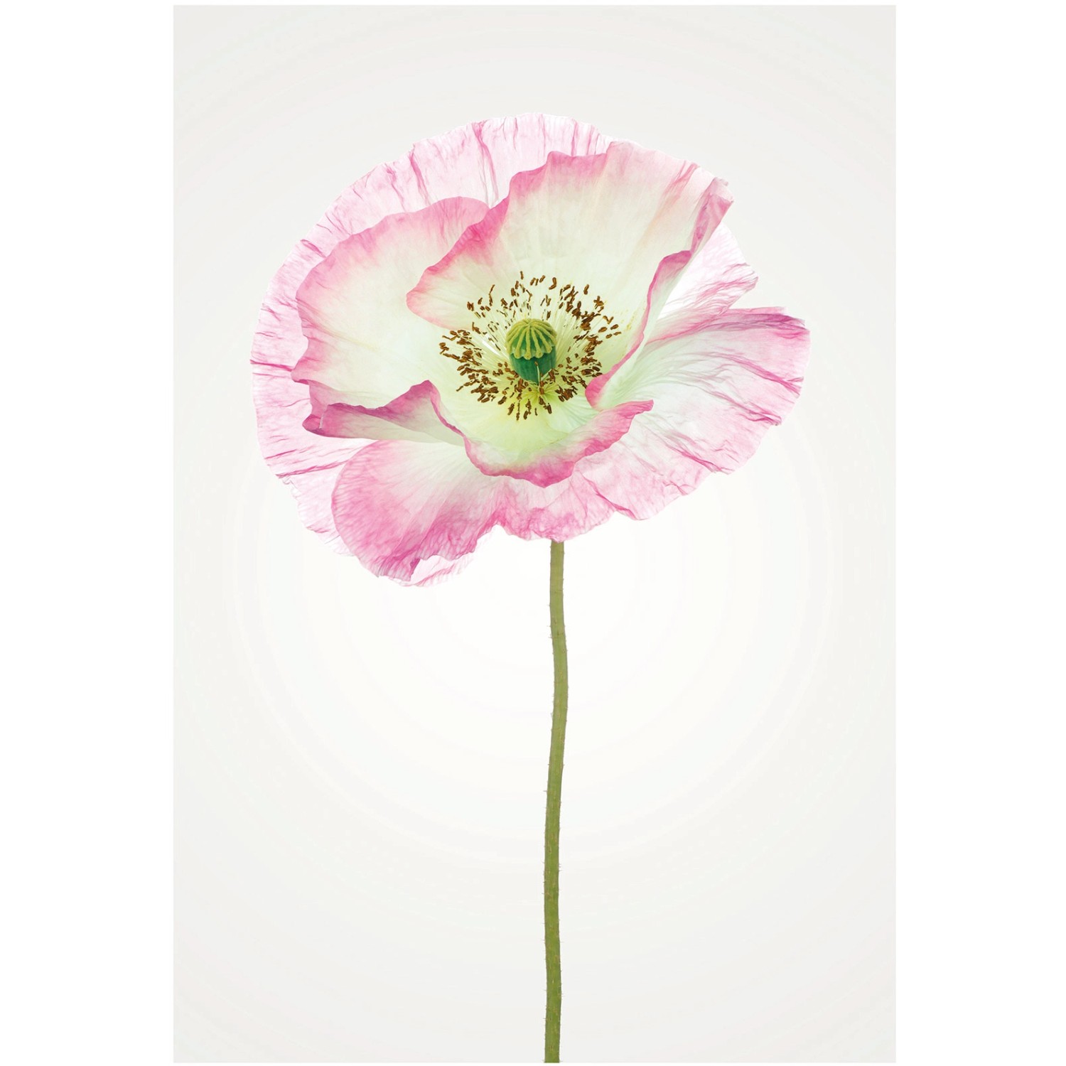 Komar Wandbild Poppy 50 x 70 cm