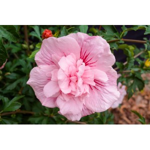 Nahaufnahme einer gefüllten, rosa Hibiskus "Pink Chiffon" Blüte mit dunkler Mitte.