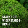 Dichter, grüner Buchsbaum mit Text 'Stärkt die Widerstandskraft'. Compo Langzeit-Dünger für gesunden Blattwuchs.