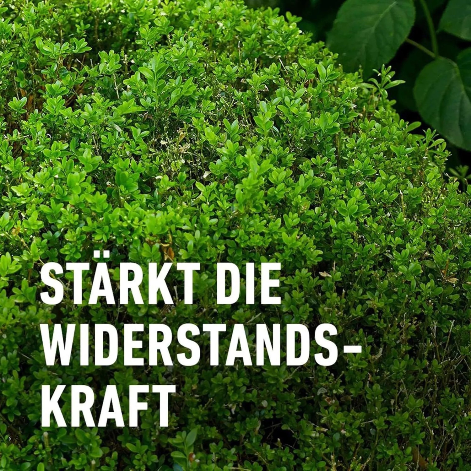 Dichter, grüner Buchsbaum mit Text 'Stärkt die Widerstandskraft'. Compo Langzeit-Dünger für gesunden Blattwuchs.