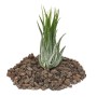 Exotenherz Tillandsia Scarposa auf Lavasteinen, grüne Blätter. Dekorative, lose Pflanze.