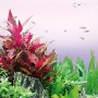 Aquarium mit Dennerle Plants Alternanthera Reineckii Rot und anderen Aquariumpflanzen.