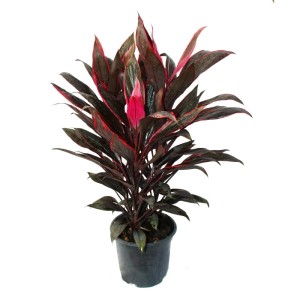 Exotenherz Cordyline 'Rot' im 19cm Topf. Keulenlilie mit roten Blättern als Zimmerpflanze.