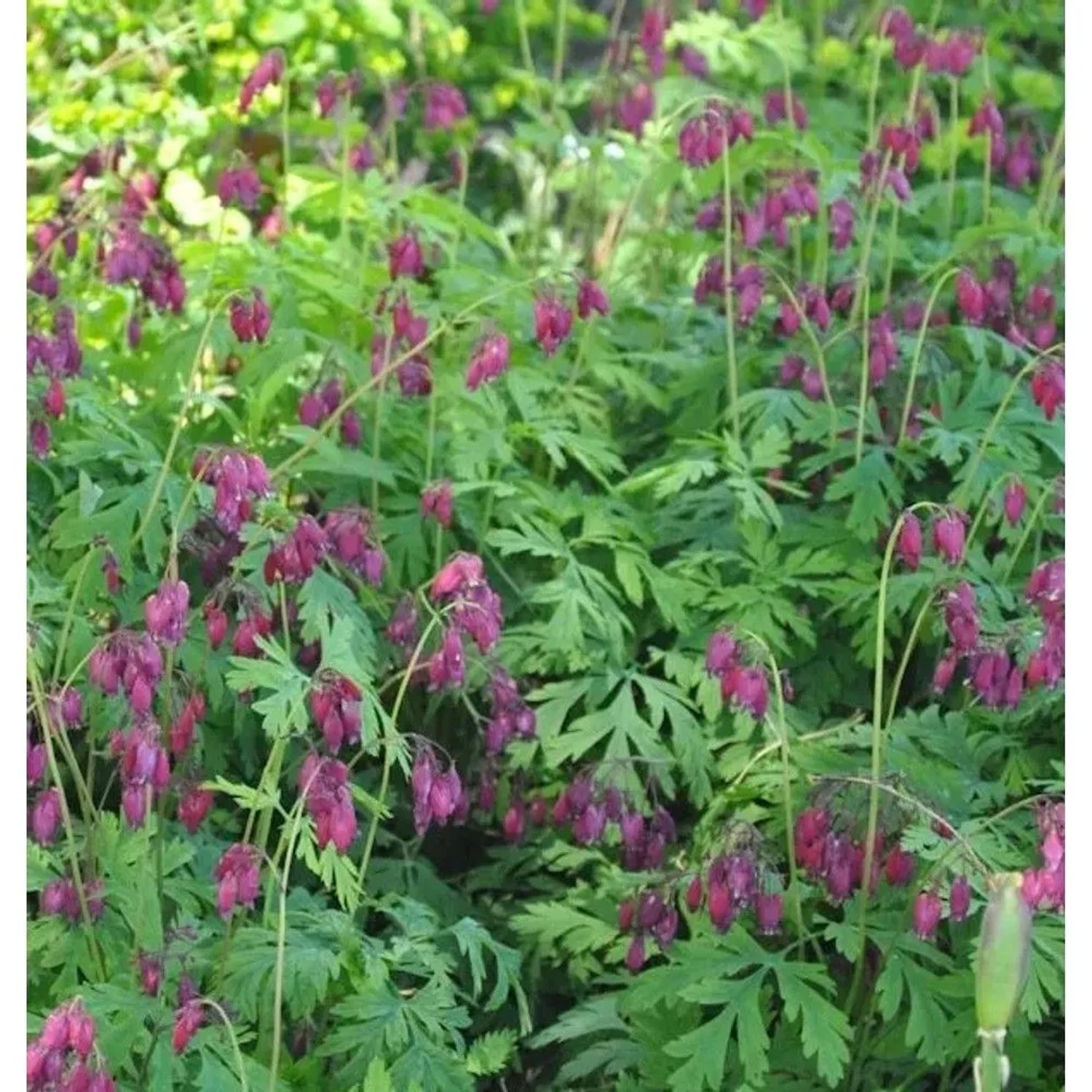 Zwergherzblume Bacchanal - Dicentra formosa