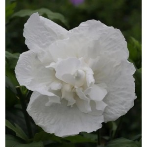 Hochstamm Garteneibisch White Chiffon 80-100cm - Hibiscus syriacus