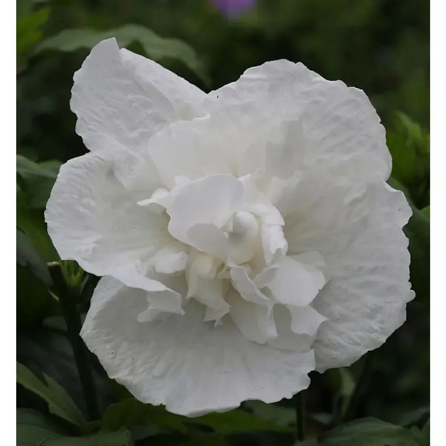 Hochstamm Garteneibisch White Chiffon 80-100cm - Hibiscus syriacus