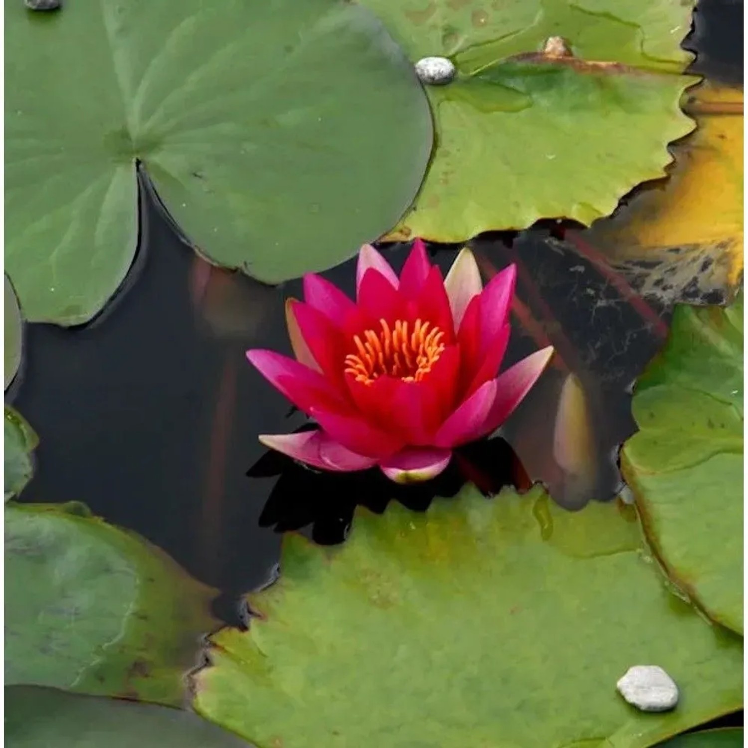 Seerose James Brydon - Nymphaea