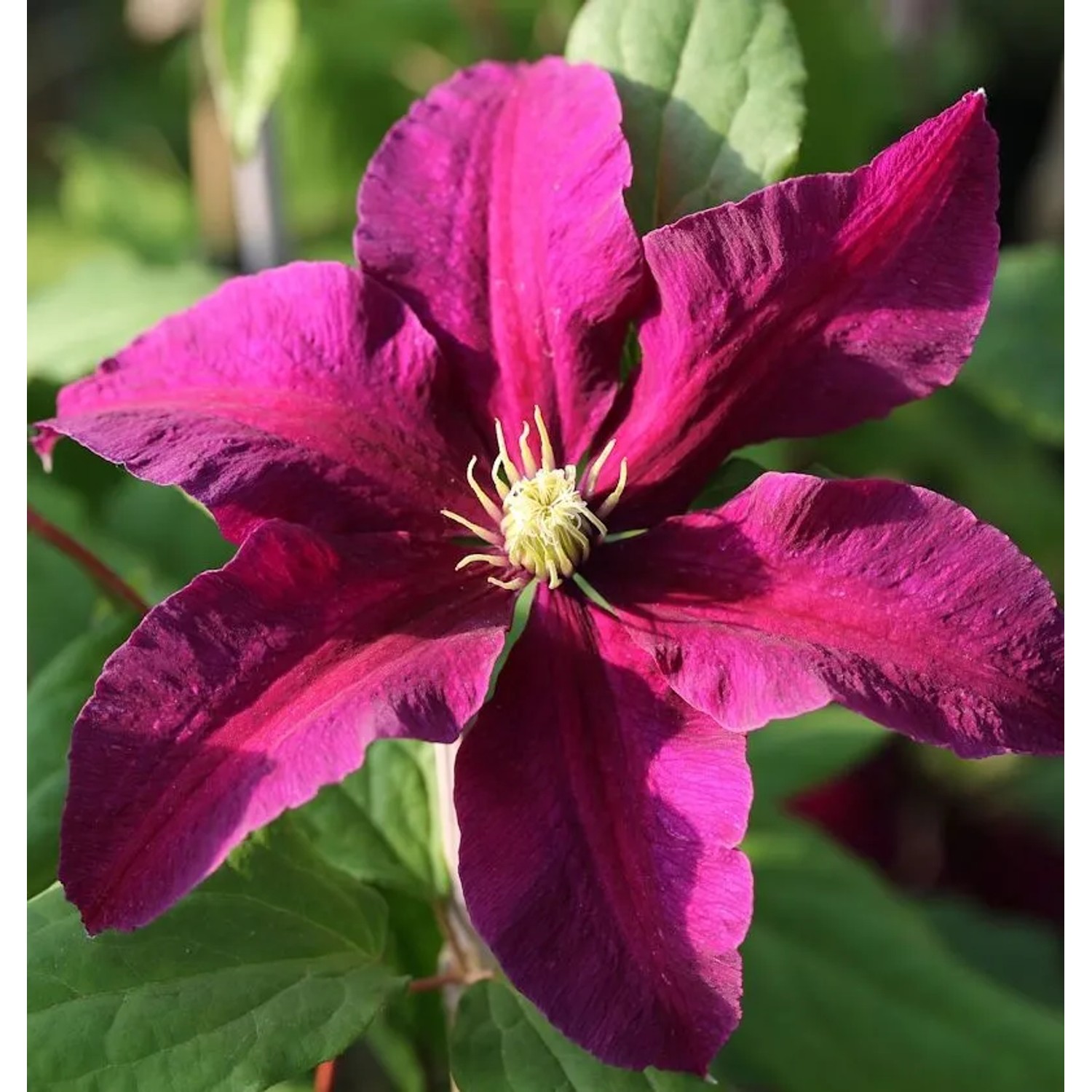 Waldrebe Niobe 40-60cm - Clematis