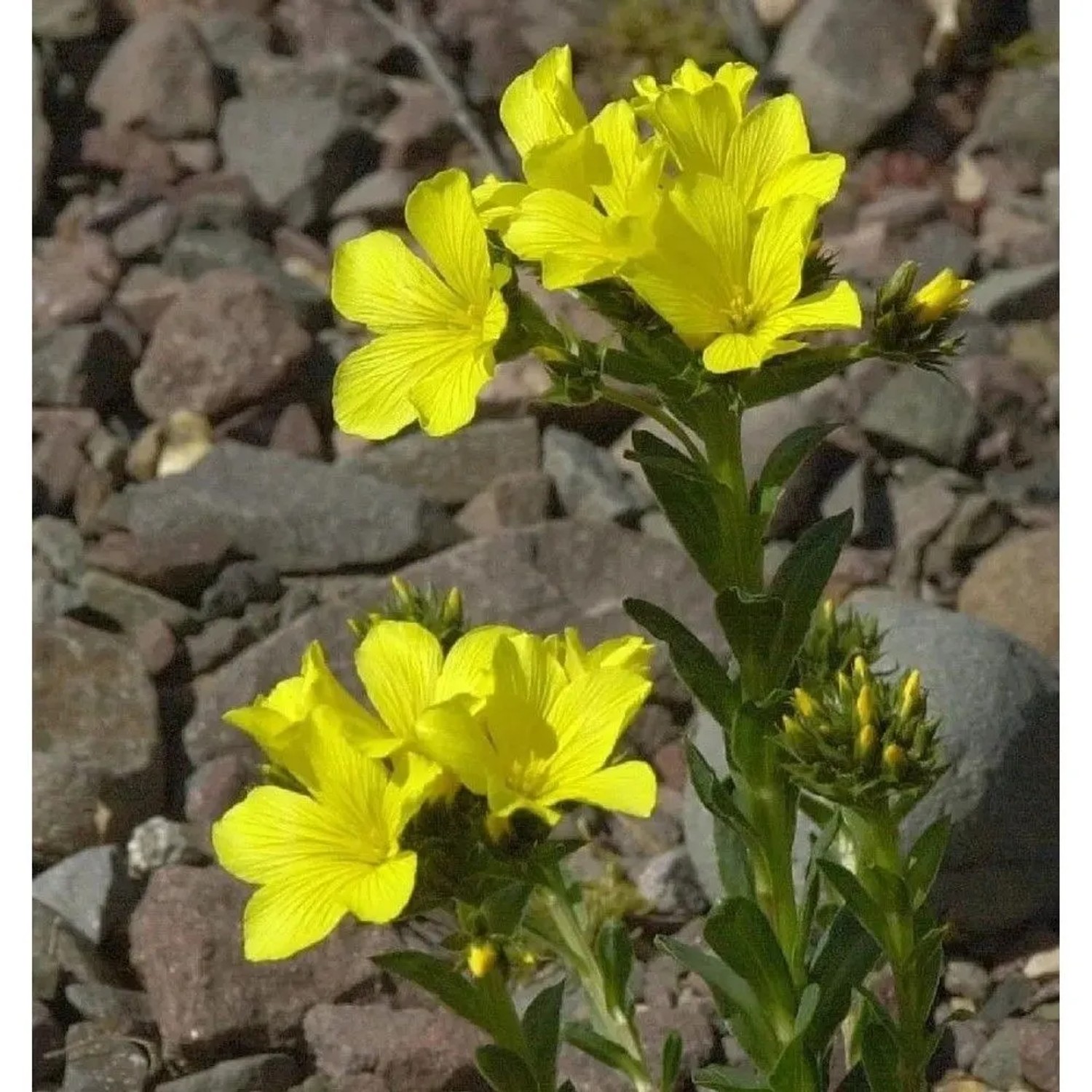 Gelbblühender Lein - Linum flavum
