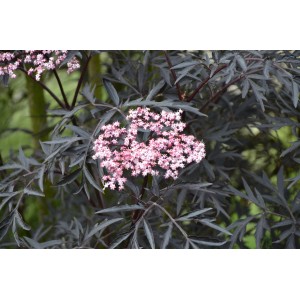 Holunder Black Lace mit dunklem Laub und rosa Blüten, ca. 40-50 cm hoch im 6 l Topf.