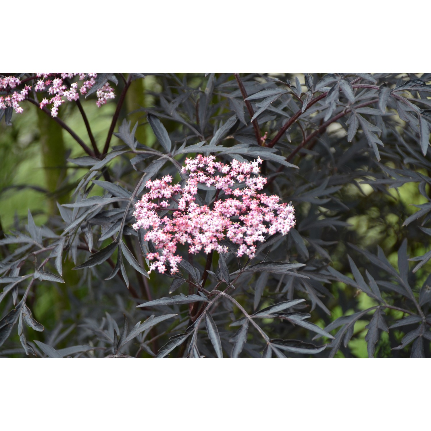 Holunder Black Lace mit dunklem Laub und rosa Blüten, ca. 40-50 cm hoch im 6 l Topf.