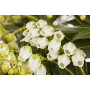 Nahaufnahme der weißen Blüten der Japanischen Lavendelheide Sarabande (Pieris Japonica).