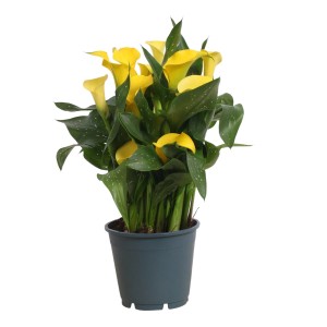 Zimmerkalla (Zantedeschia) mit gelben Blüten im Topf, ca. 30-50 cm hoch.