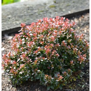 Rote Beberitze Bagatelle (Berberis thunbergii) im Garten, Zierstrauch für Beetumrandungen.