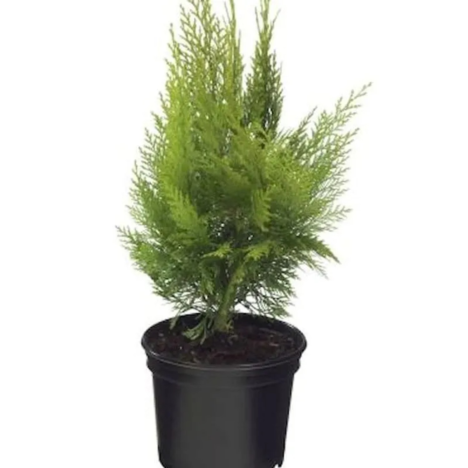 Gelbe Kegelzypresse Ellwoodiis Empire 30-40cm - Chamaecyparis,awsoniana