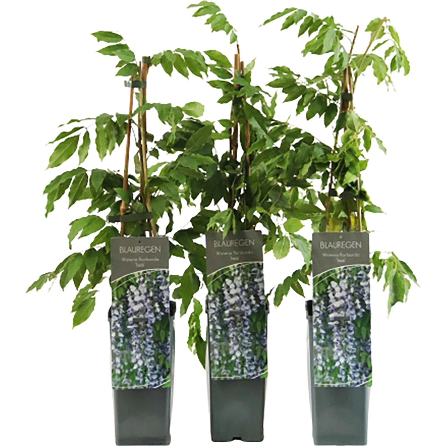 Blauregen Issai Höhe ca. 40 - 60 cm Topf ca. 2 l Wisteria floribunda günstig online kaufen