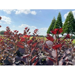 Baumfink Roter Perückenstrauch (Topfpflanze, 40-60cm) mit dunkelroten Blättern im Garten.