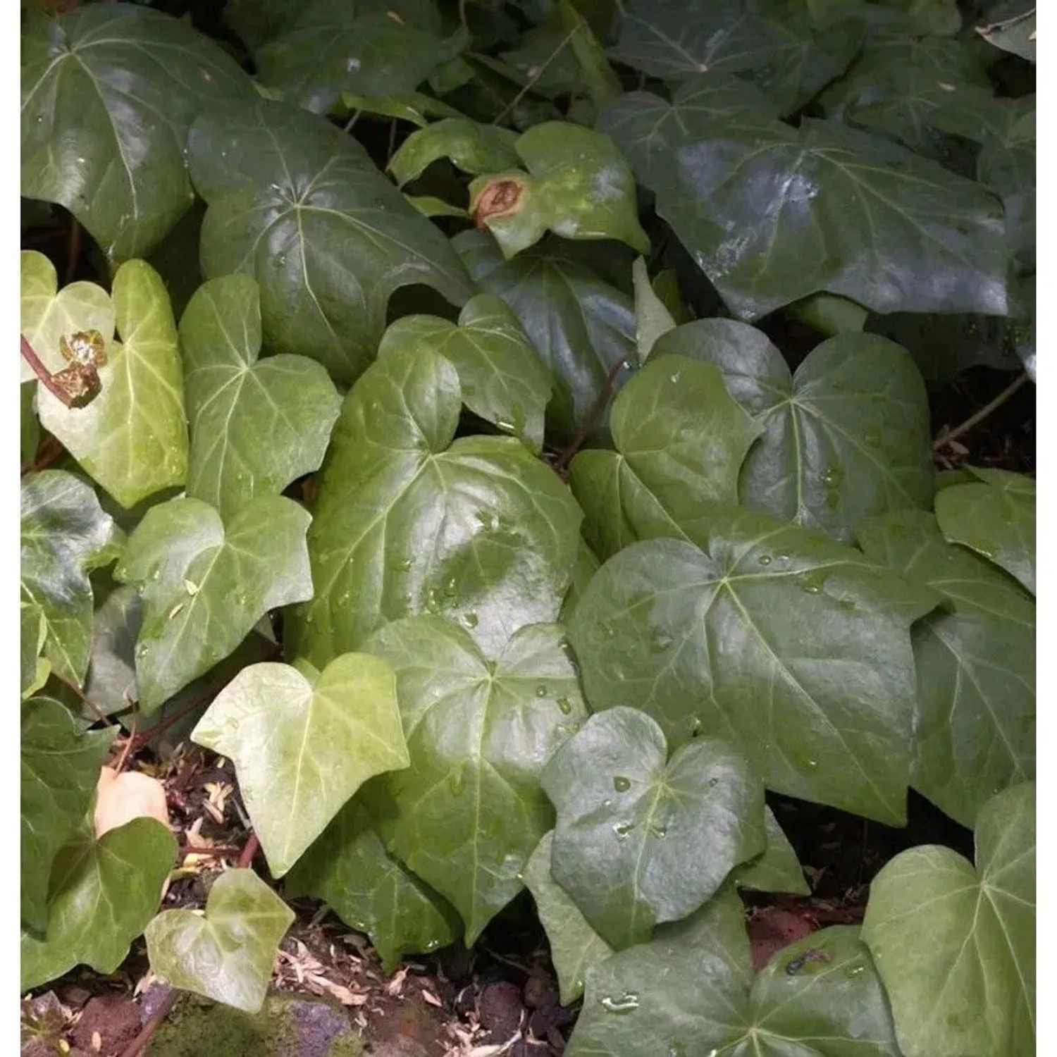 Nordafrikanischer Efeu grün 40-60cm - Hedera algeriensis