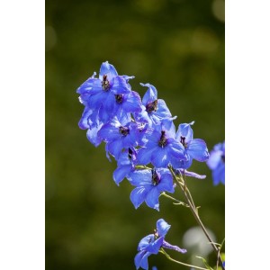 Blauer Rittersporn Delphinium 'Neptun' im Topf, Nahaufnahme der Blütenstände.