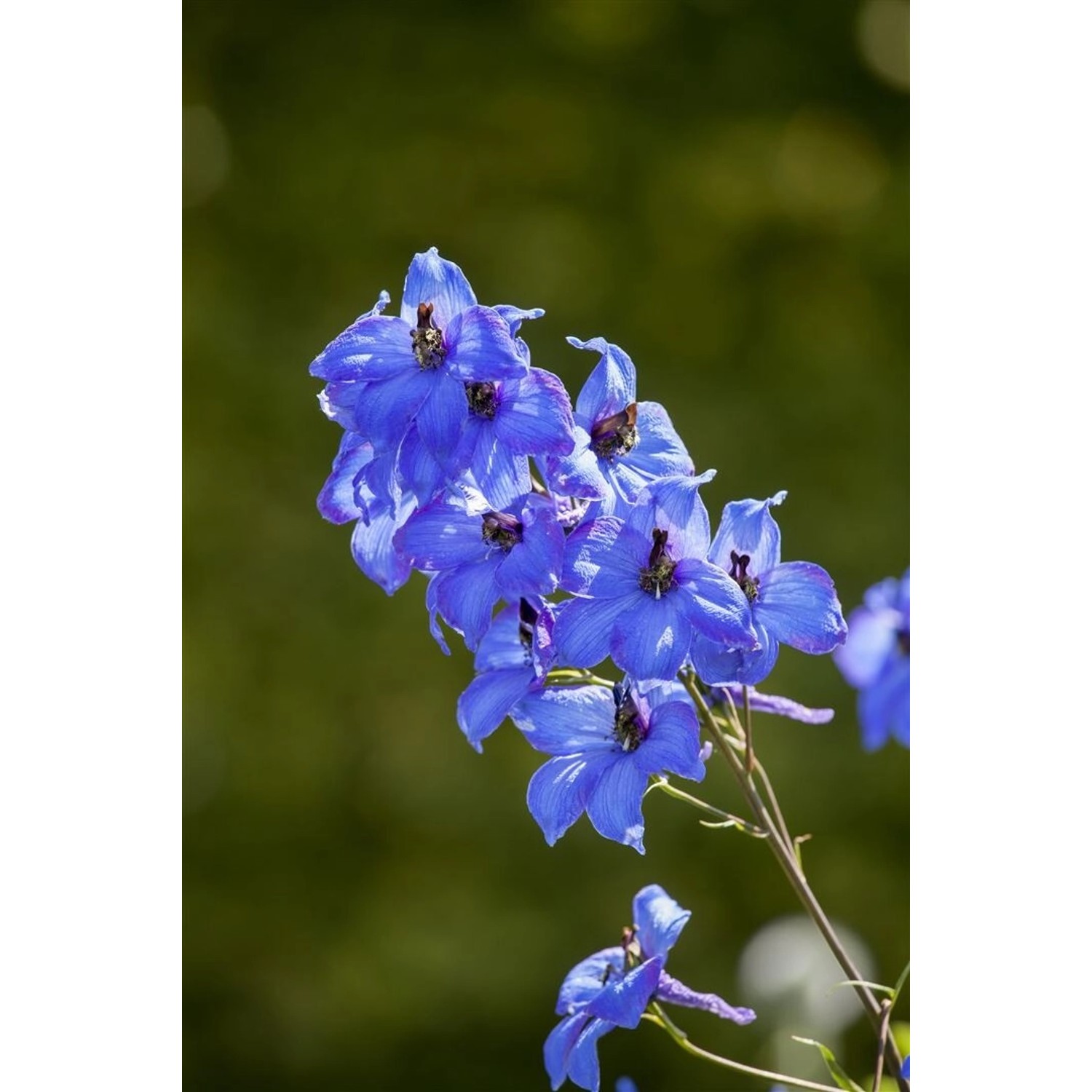 Delphinium X Elatum Neptun Rittersporn Ca. 11x11 cm Topf günstig online kaufen