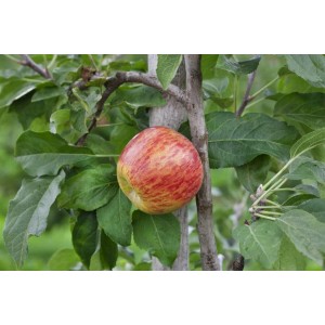 Apfel am Gravensteiner Apfelbaum (Malus Gravensteiner) mit rot-gelber Frucht.