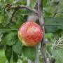 Apfel am Gravensteiner Apfelbaum (Malus Gravensteiner) mit rot-gelber Frucht.