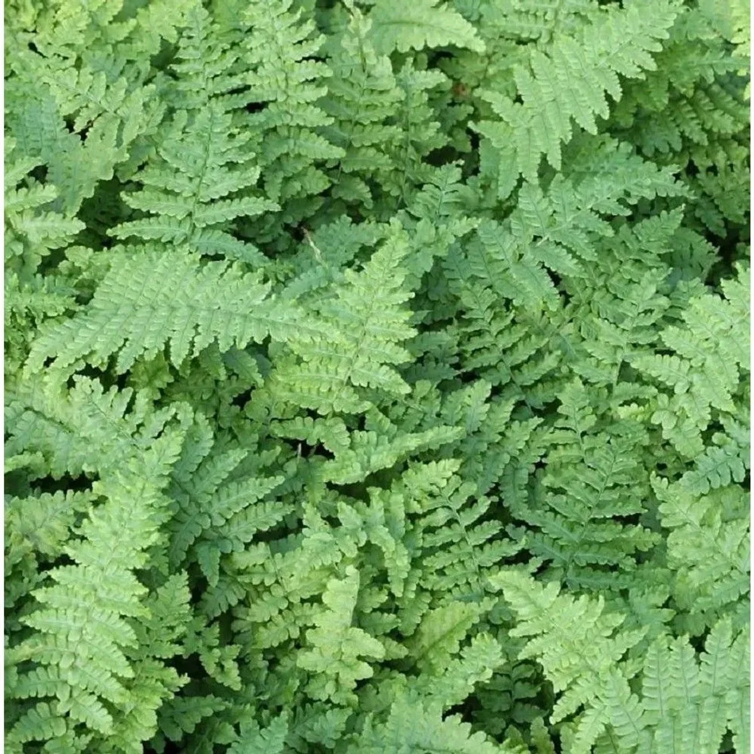 Goldschuppenfarn Cristata The King - Dryopteris affinis