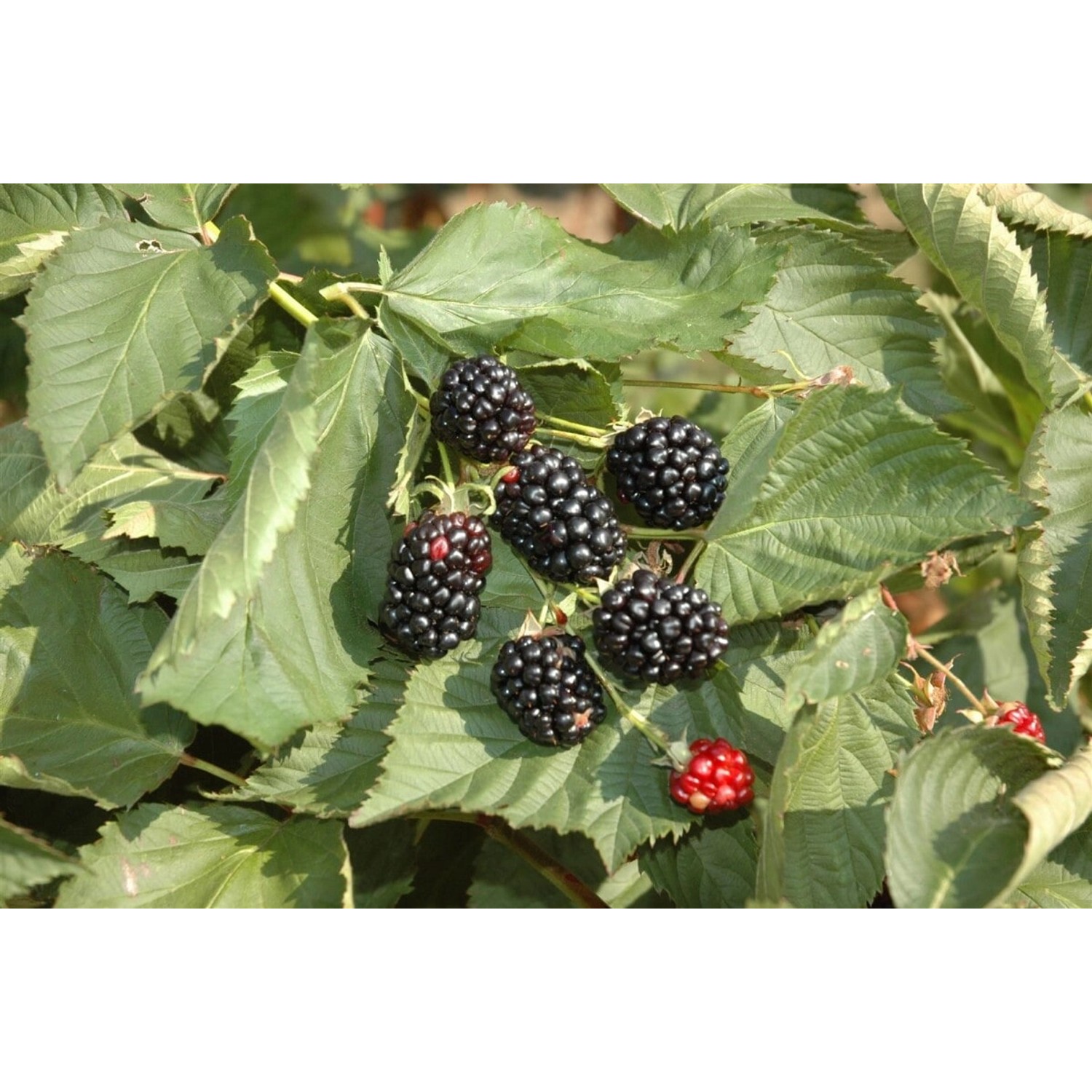 Rubus Fruticosus Black Cascade Brombeere Kompakt 30–40 Cm günstig online kaufen